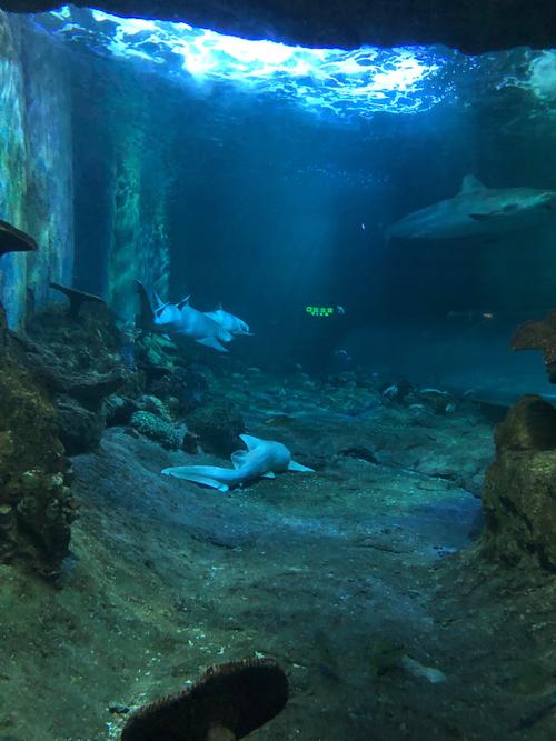 厦门海洋馆和海底世界一样吗-厦门海洋馆和海底世界一样吗